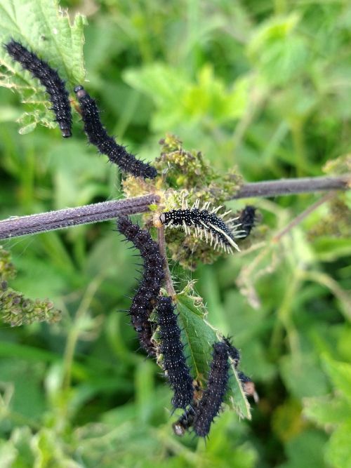 Brandnetels in de tuin: nuttig voor vlinders of tuinmythe?