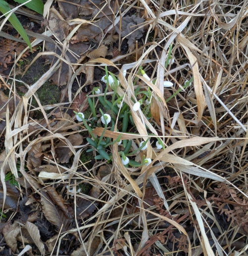 Opruimen in de tuin? Knip niet alles weg.