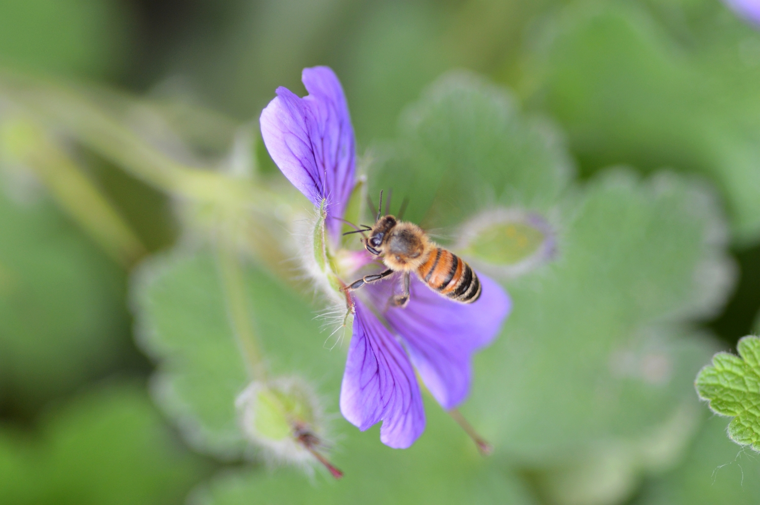 opwinding Nauwgezet vermogen De beste bloemen voor bijen (Libelle) | blog | Laurence Machiels -  Journalist